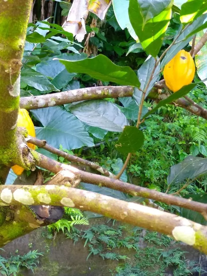 Apartment Studio Avec Jardin Clos Et Wifi A Schoelcher Martinique